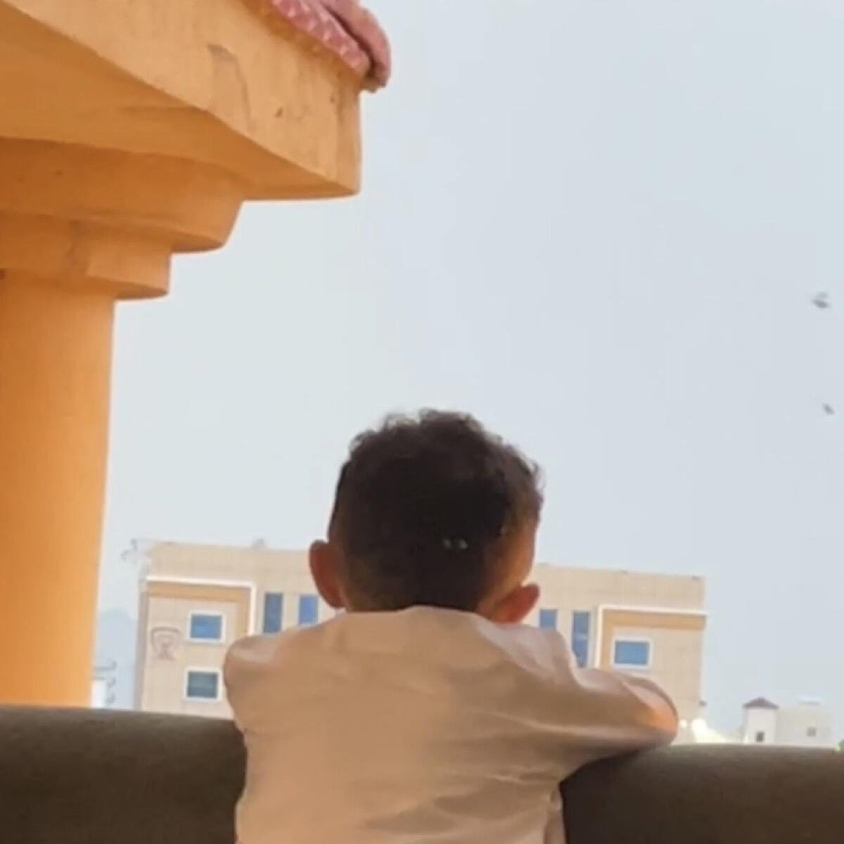 الظبي العفر Archive