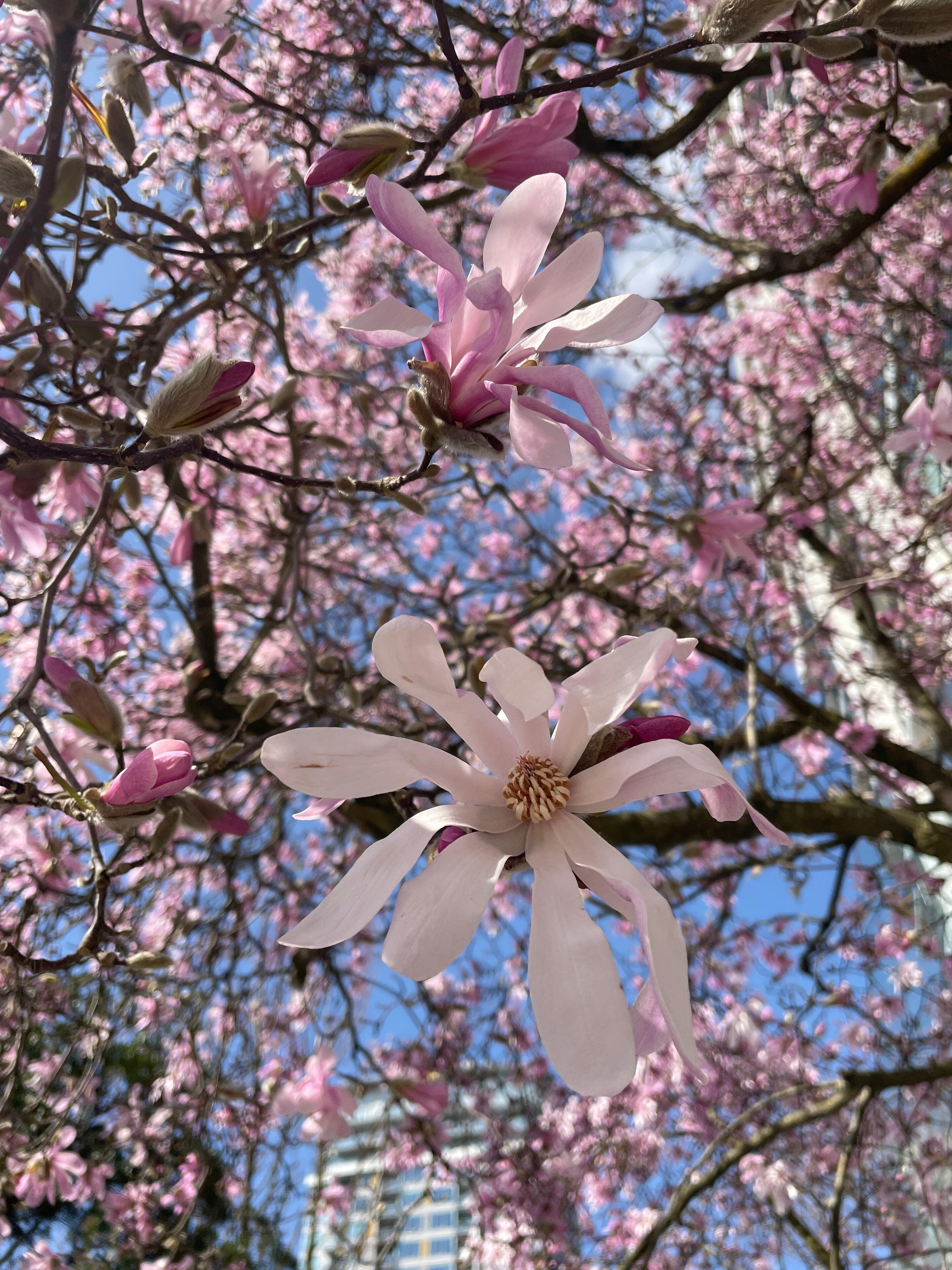 #photography #bloomscrolling #nature #treestr