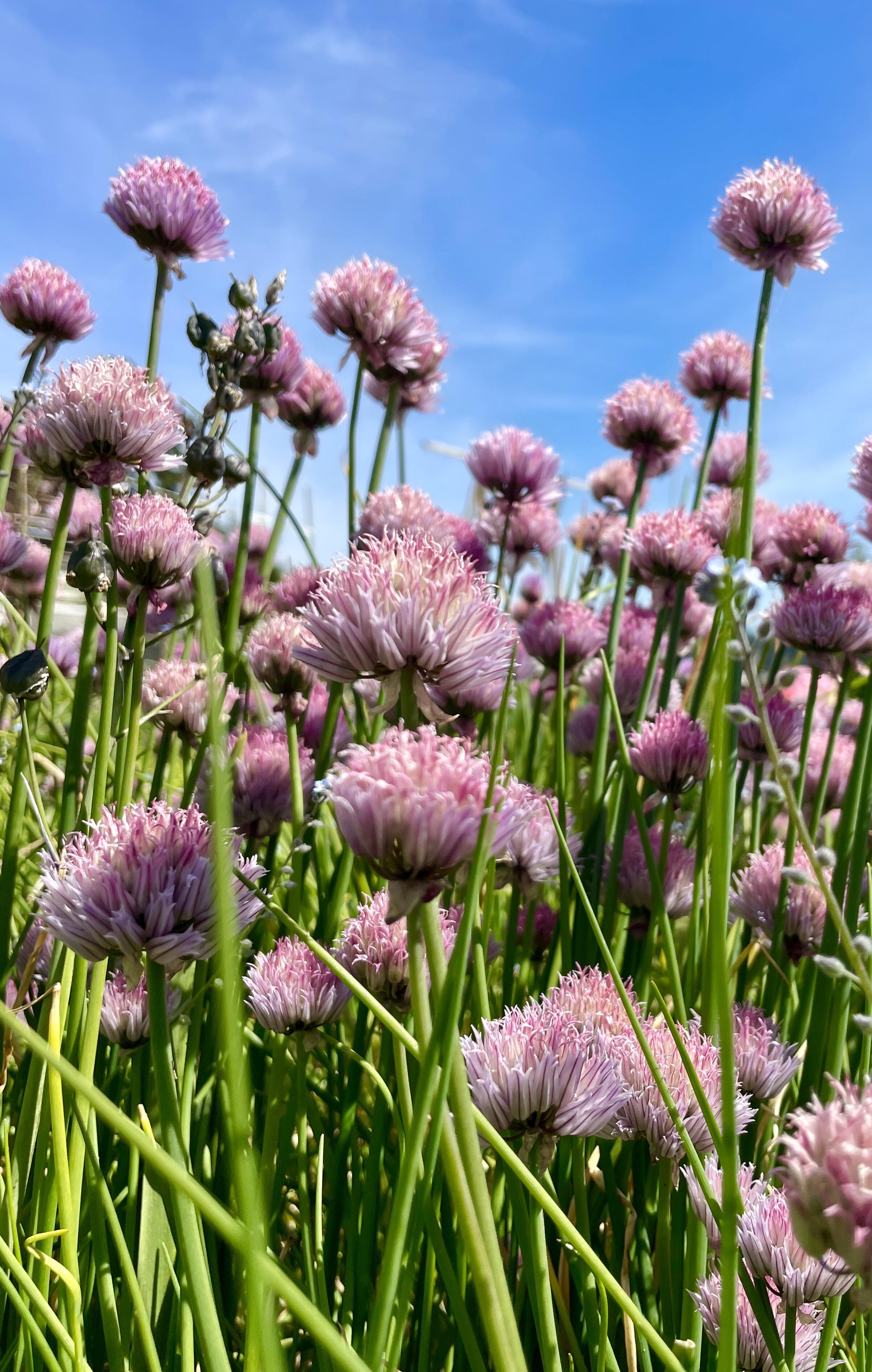 #bloomscrolling #nature #photography