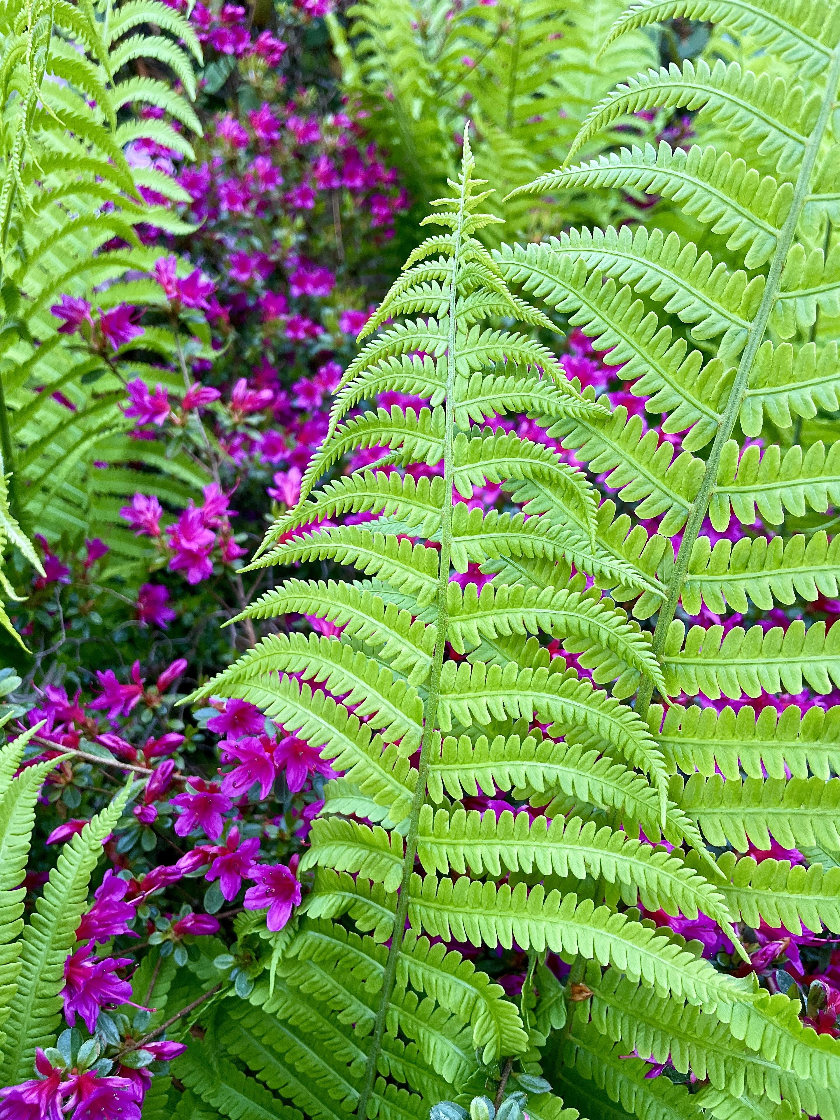 #nature #plantstr #bloomscrolling #flowerstr #art #photography