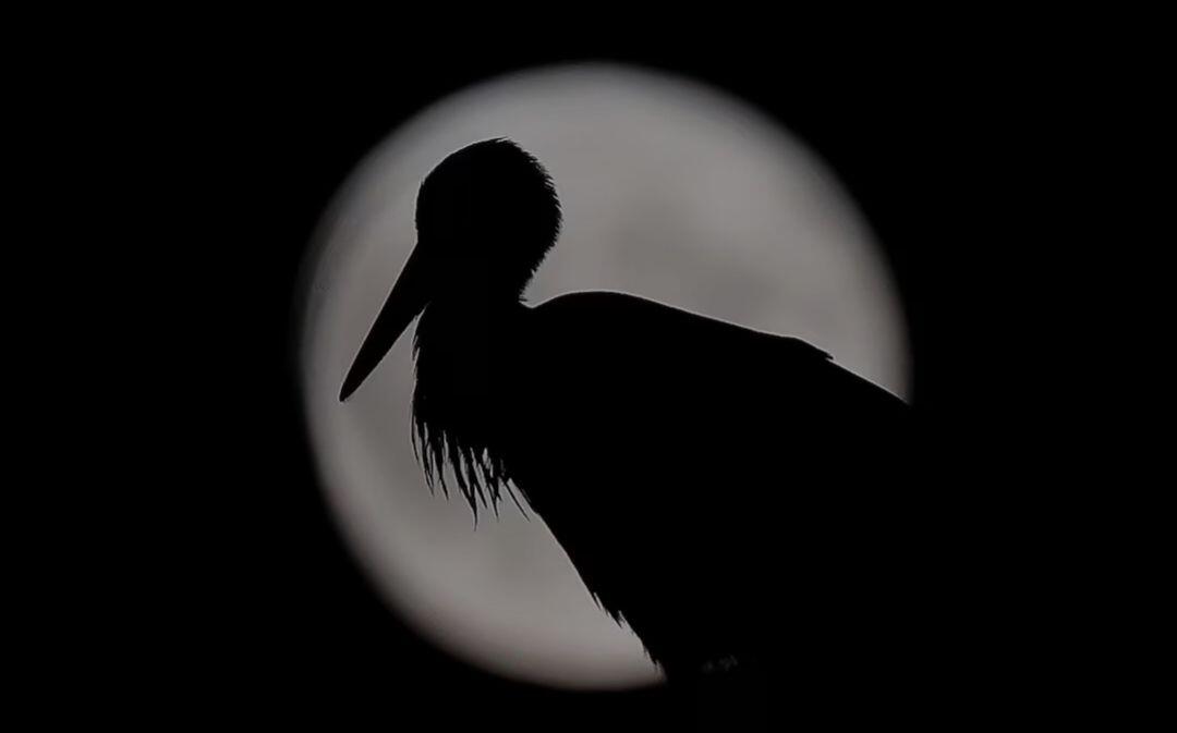 A stork is silhouetted against the…