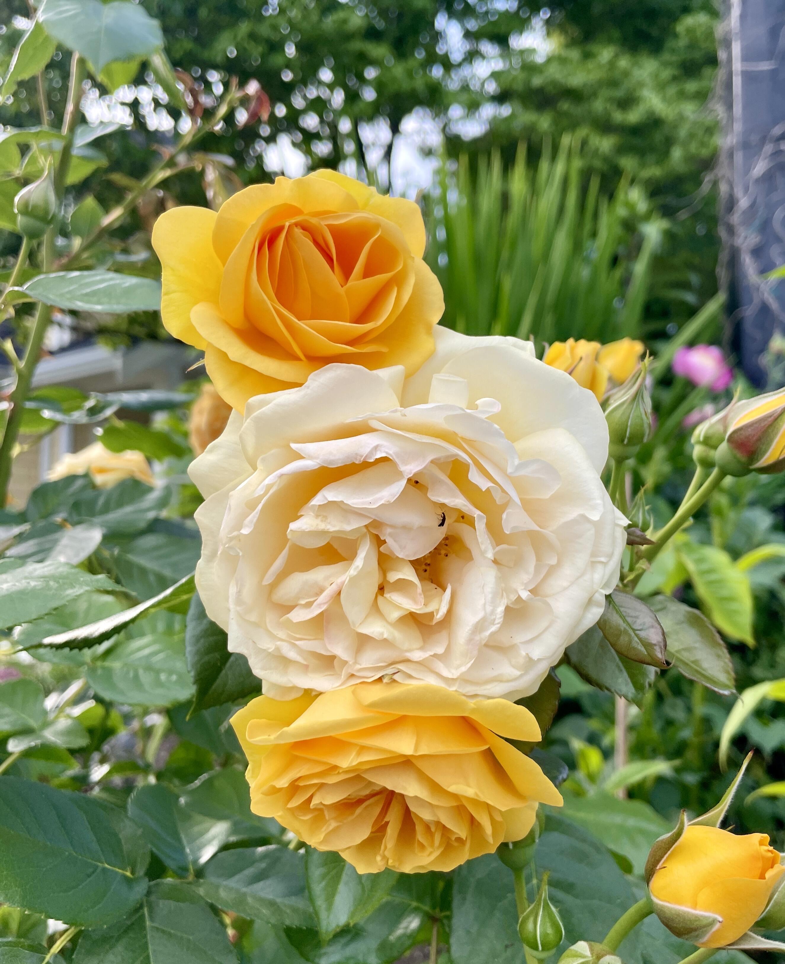 #bloomscrolling #photography #flowerstr #nature
