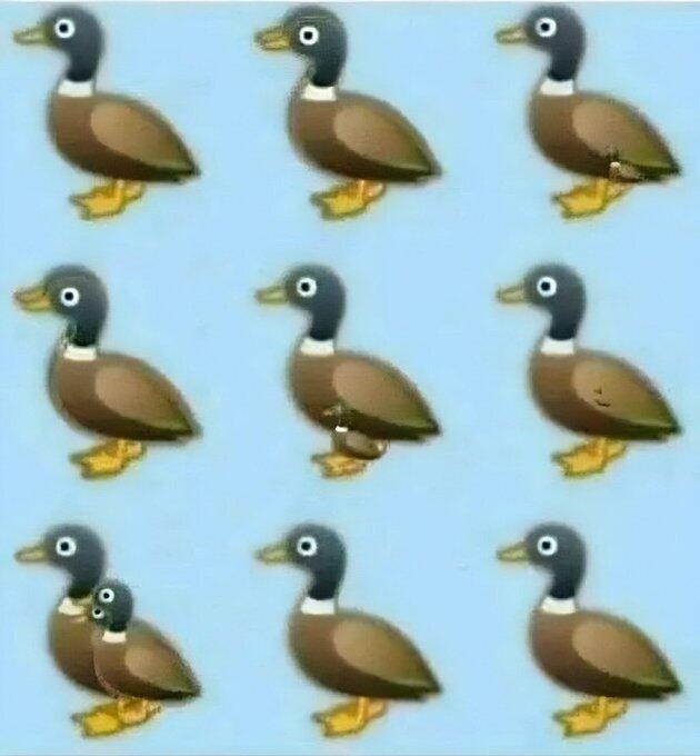 How many ducks do you see?