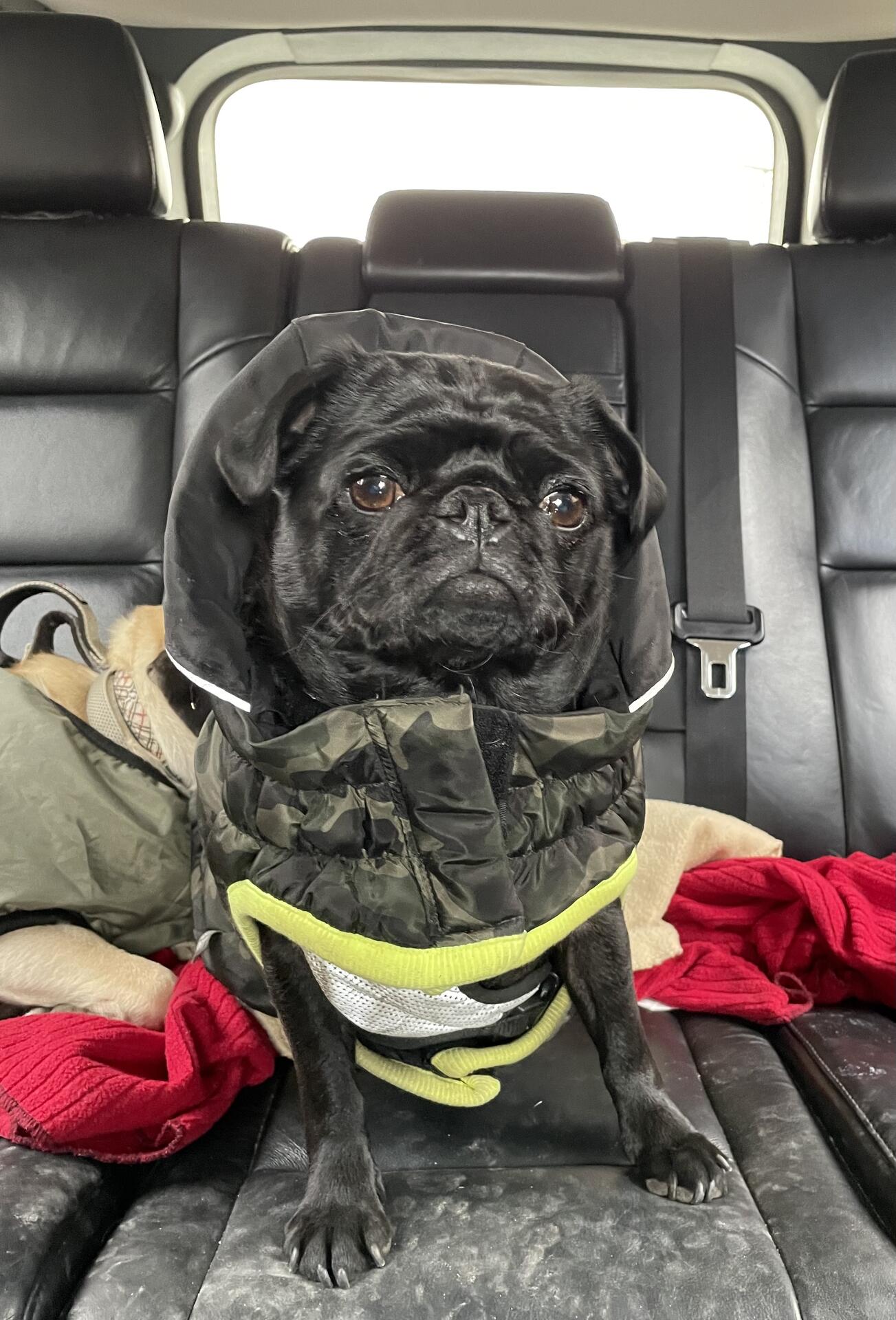 Pug ready for space travel