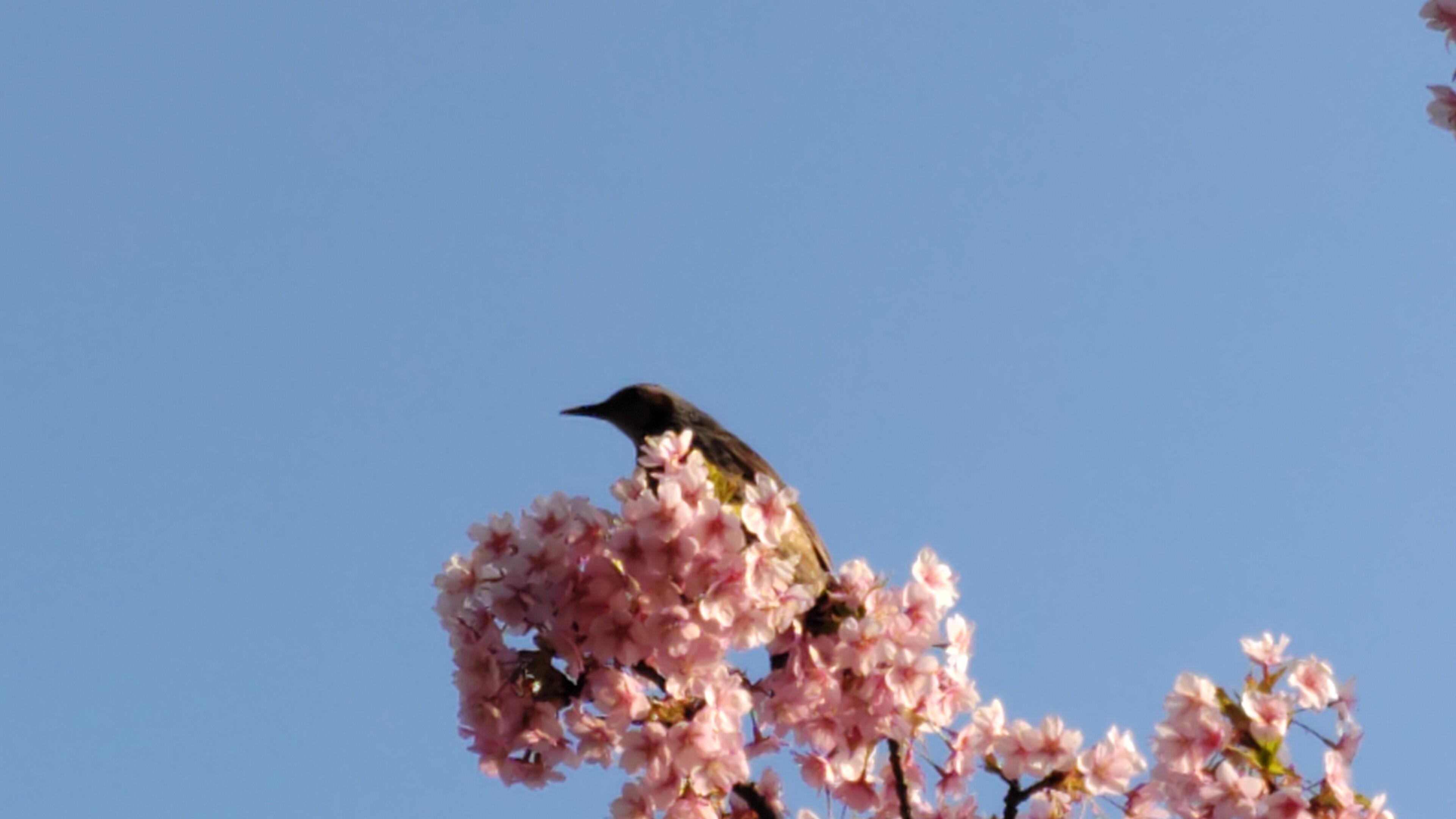 Spring has come!