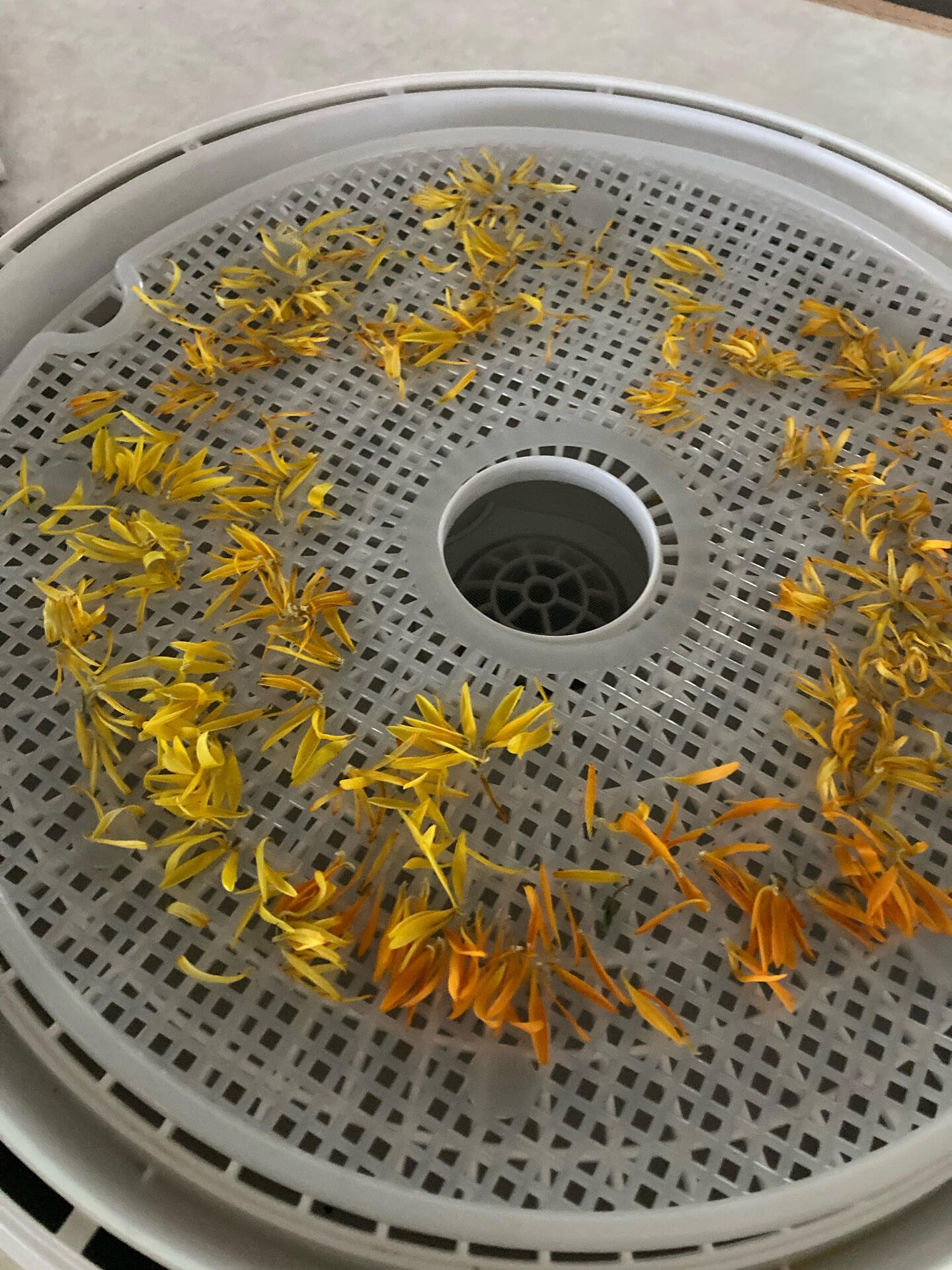 Drying some calendula marigold petals for…