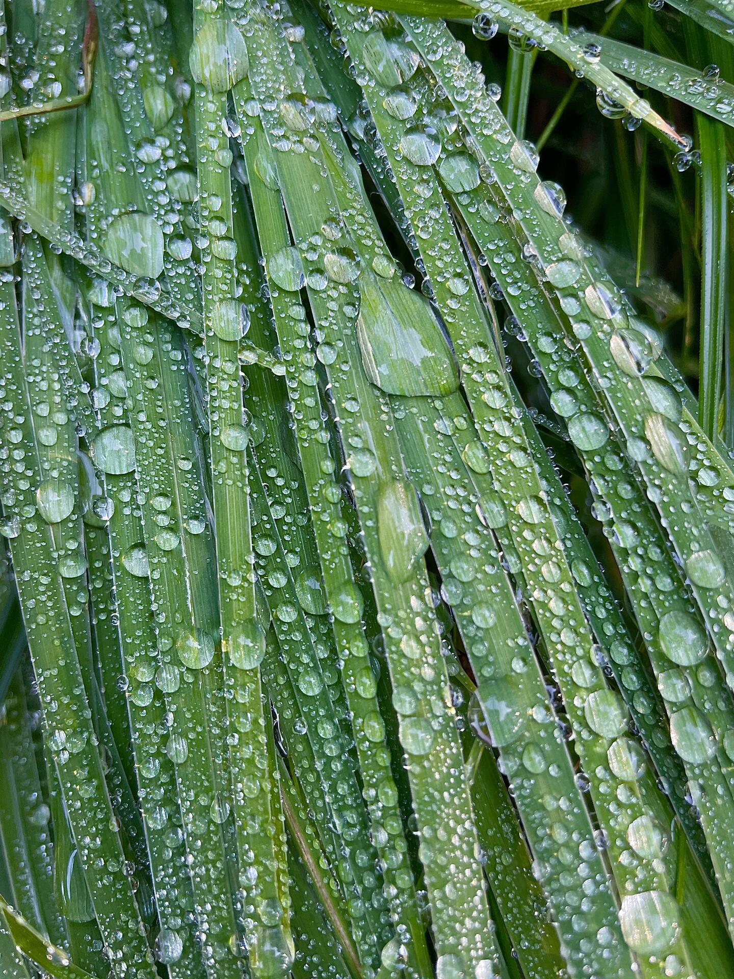 Droplets 💧 Rainy season is here. ☔️🌧️