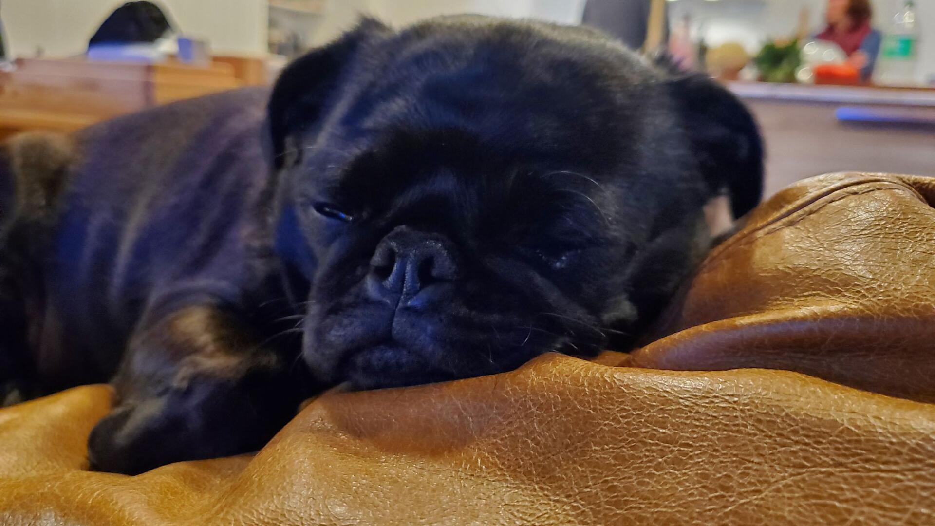 Sleepy pug before dinner
