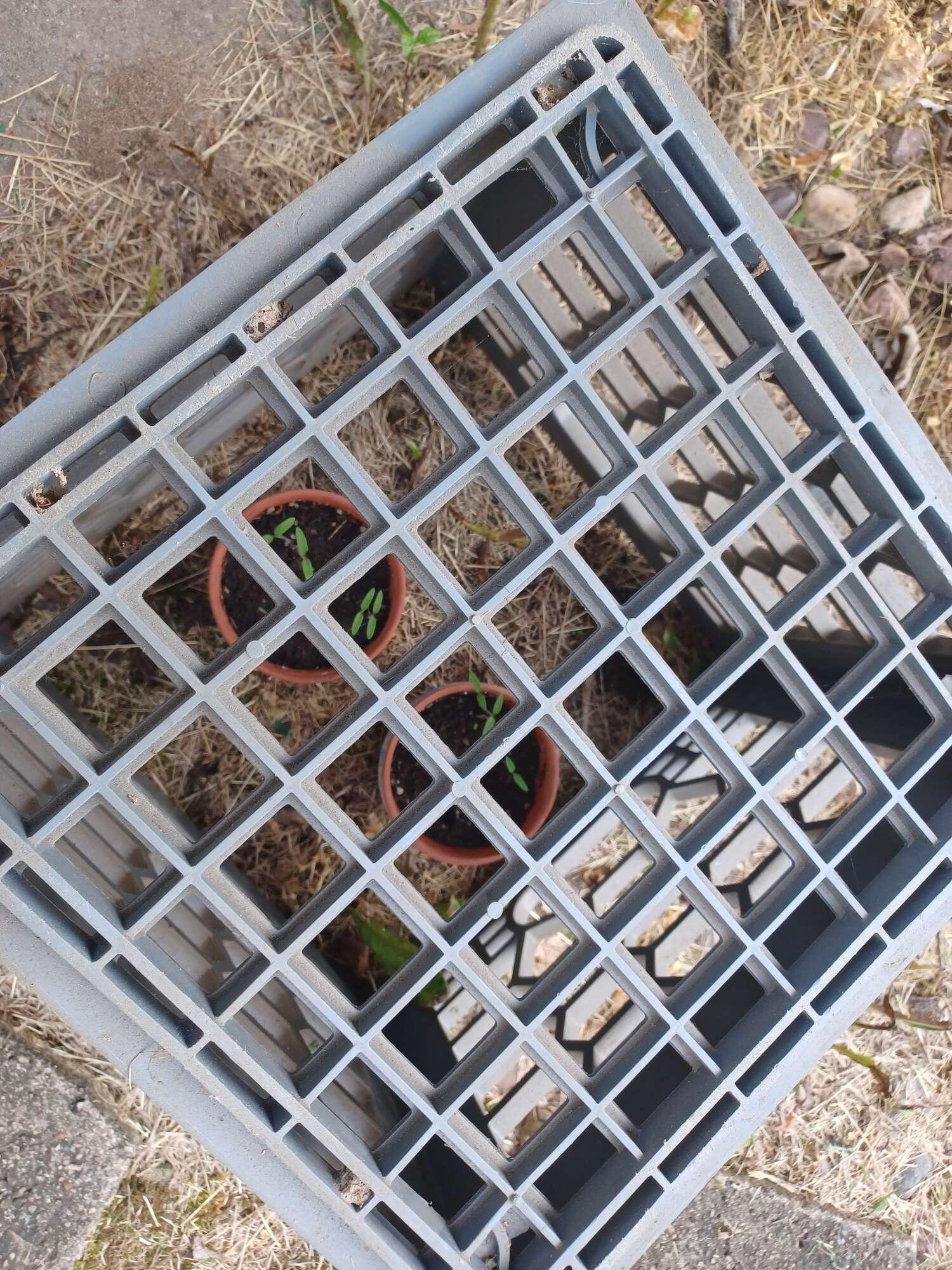 For two days a rabbit has…