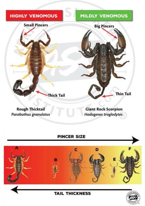 Scorpions fact sheet