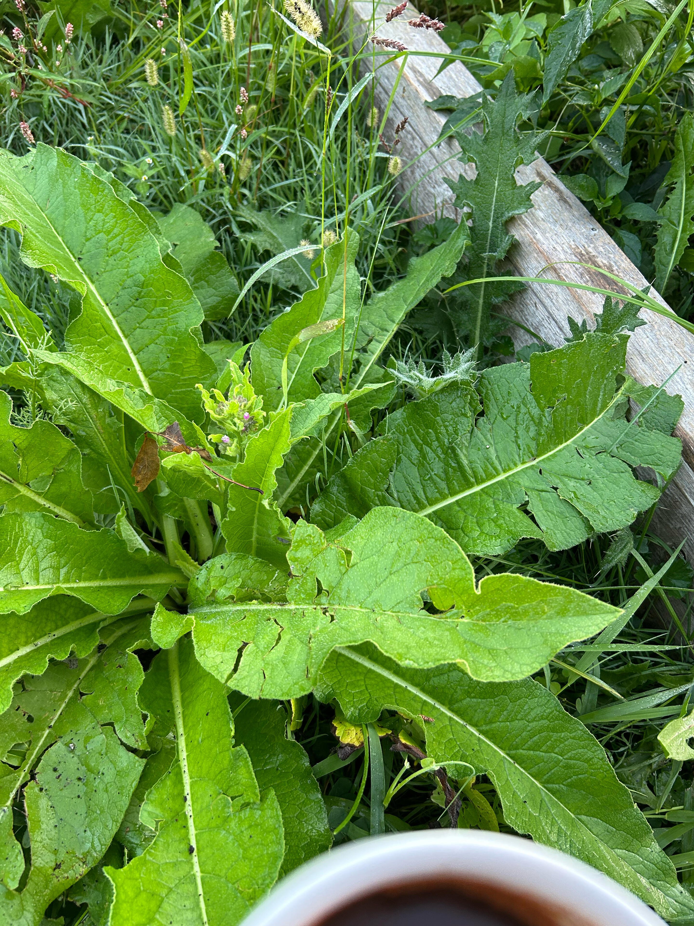 Garden comfrey grown for the first time