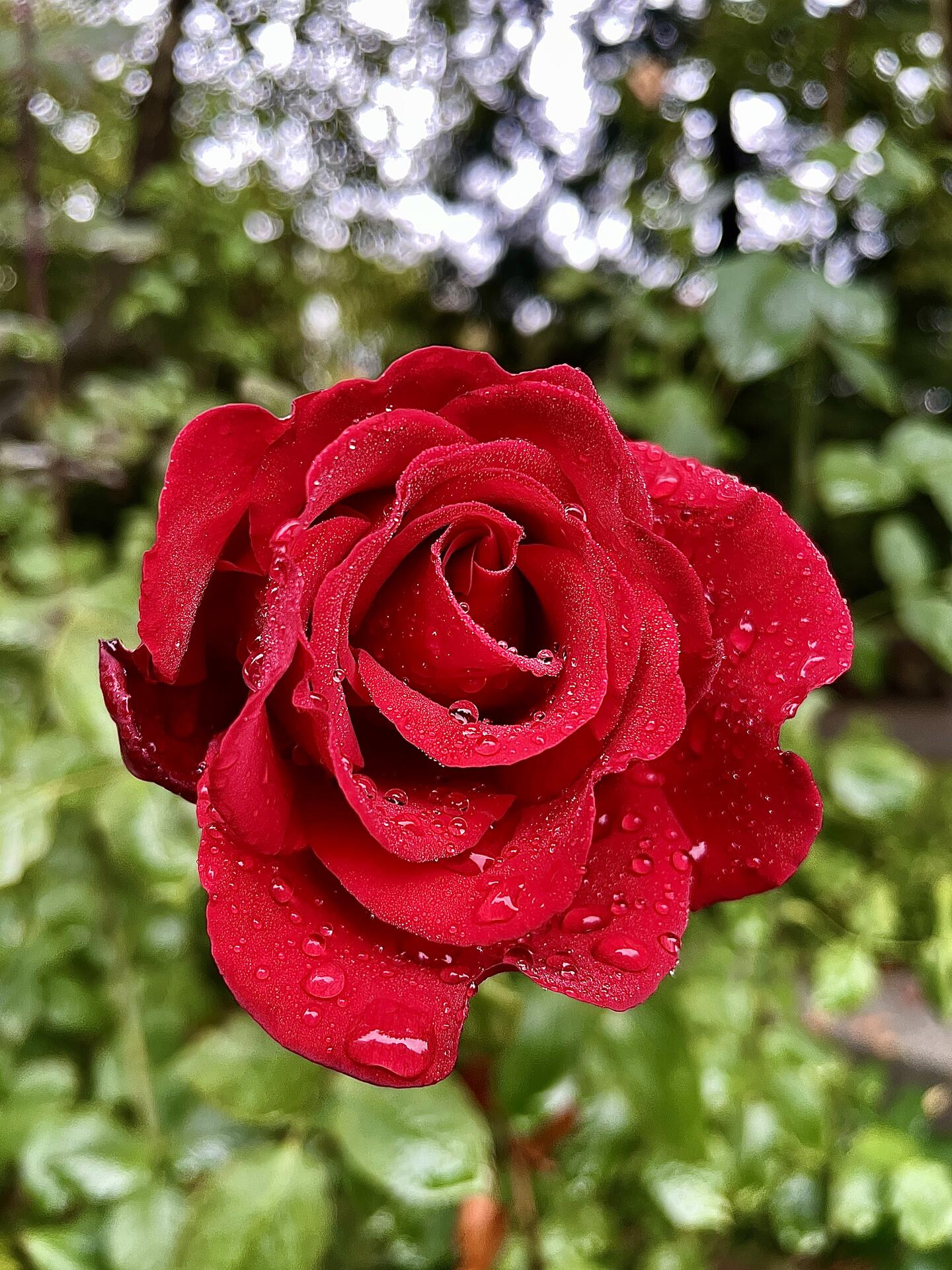 💧🌹🌧️