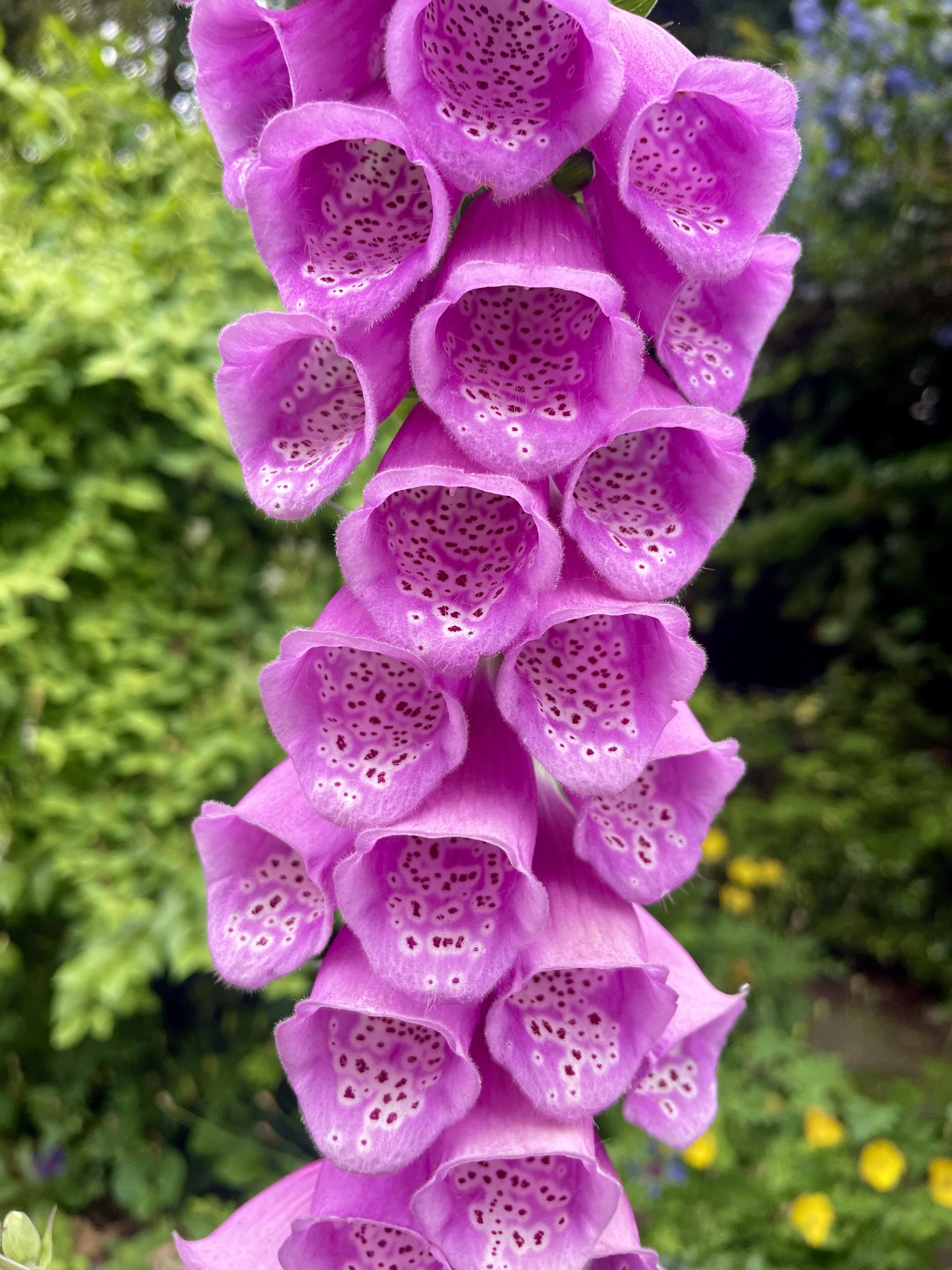 #bloomscrolling #nature #photography
