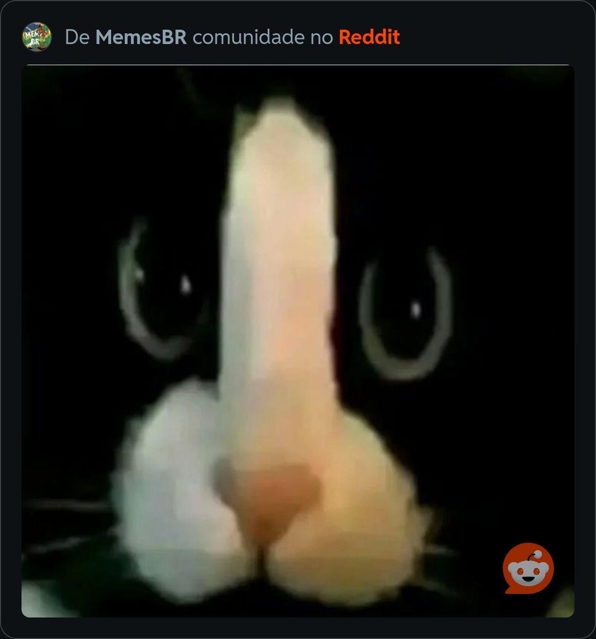 Esse gato é muito pika:
