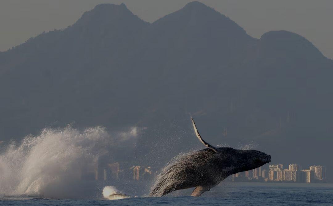 A humpback whale jumps above water…