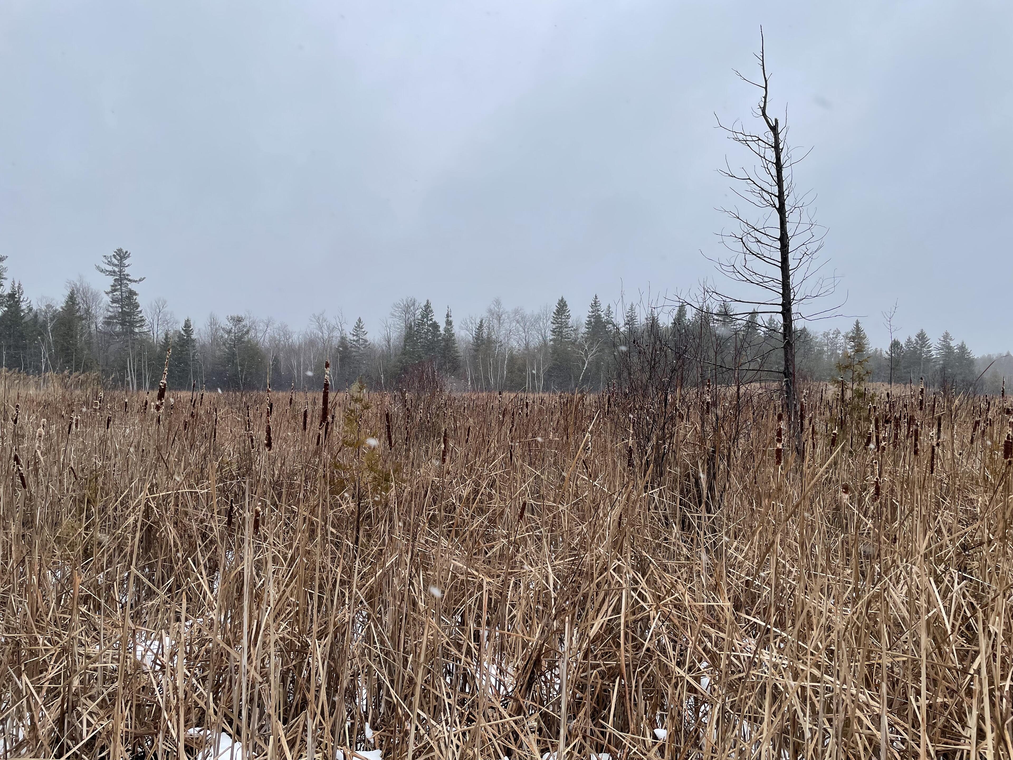 Through frozen wetlands