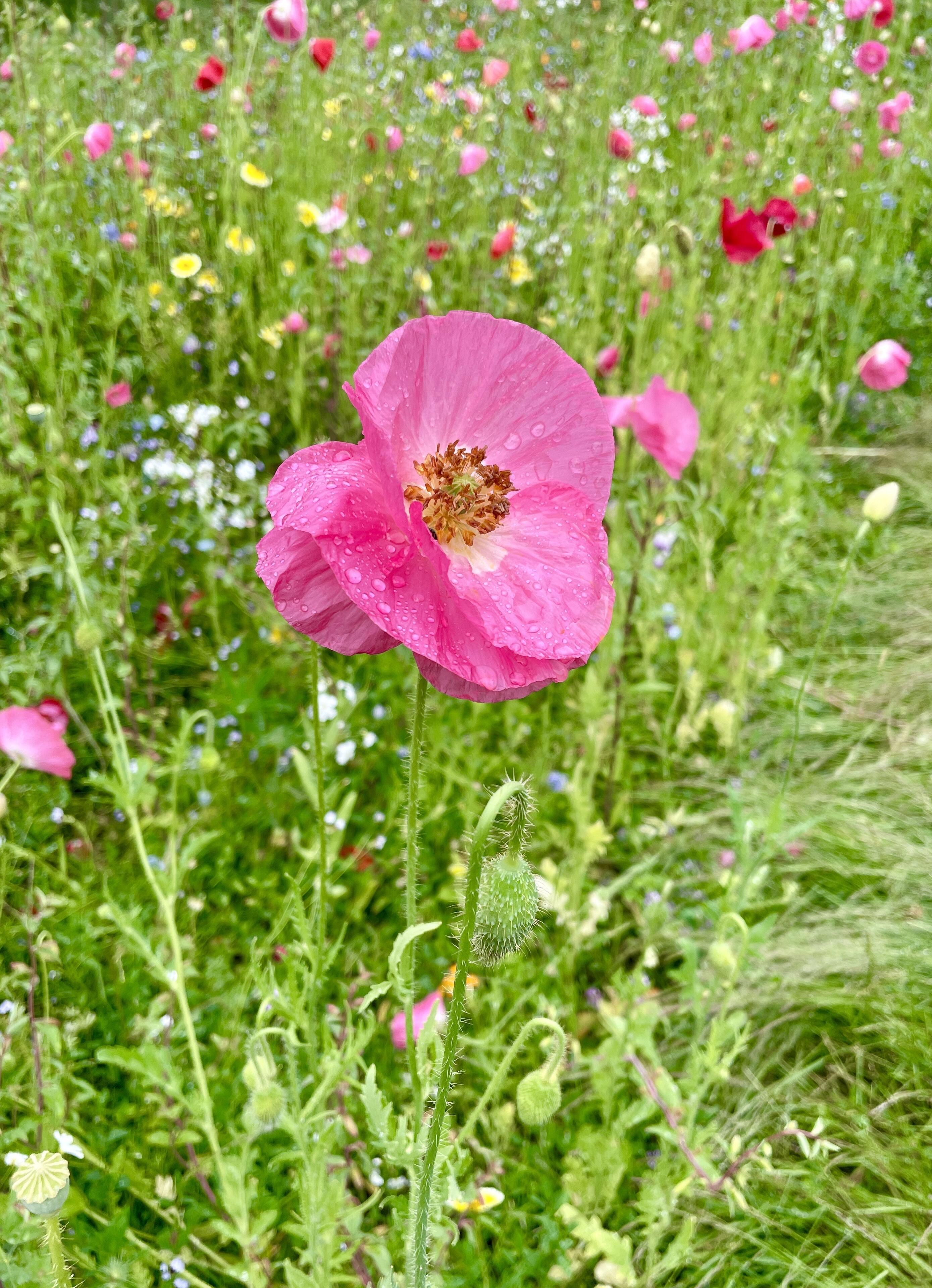 Frolic in the wild flowers with…