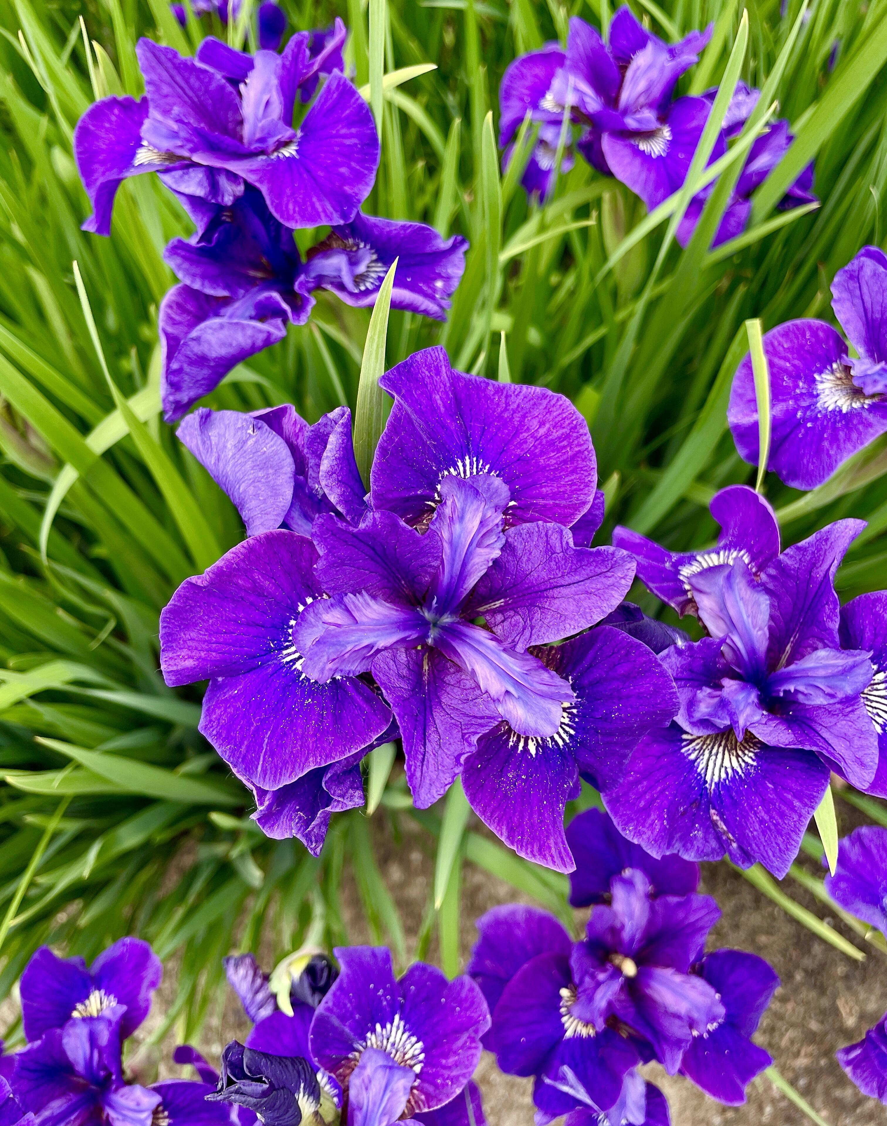 Forever in love with #purple 💜🪻