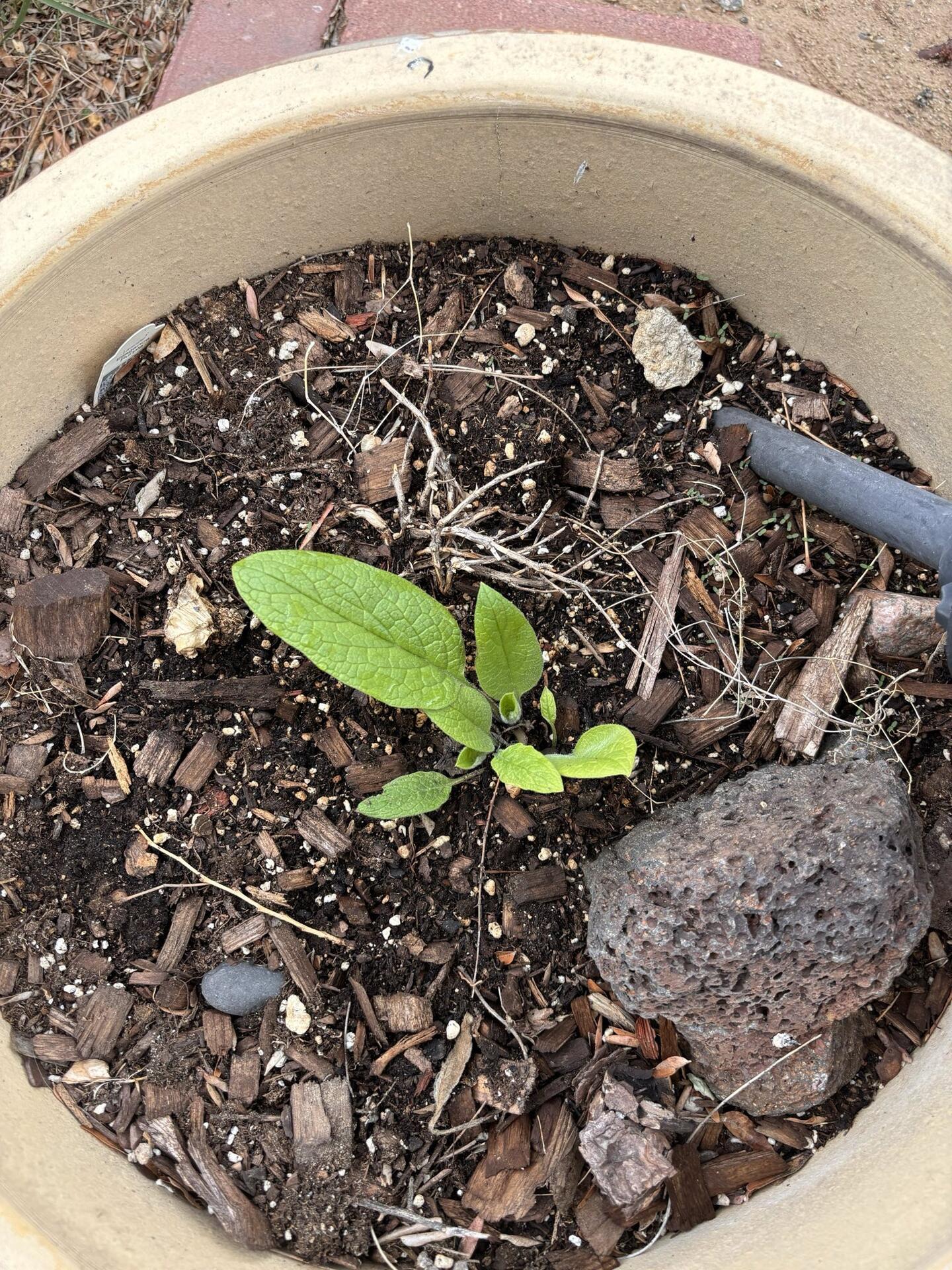 Before I put comfrey cuttings up…