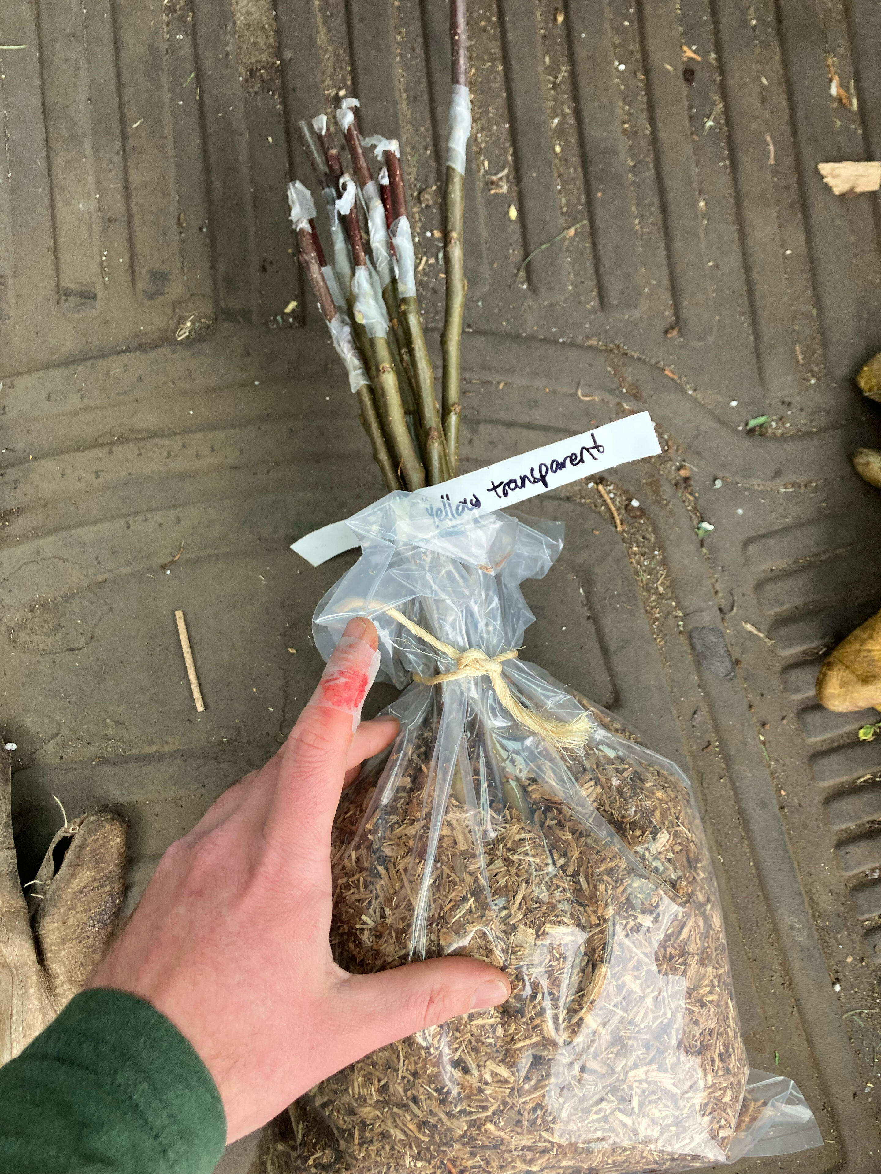 Well 10 rootstock, 2 cultivars, and…