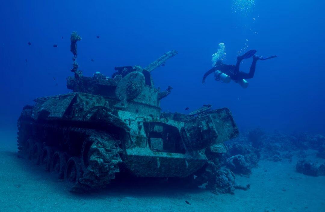 A diver swims next to a…