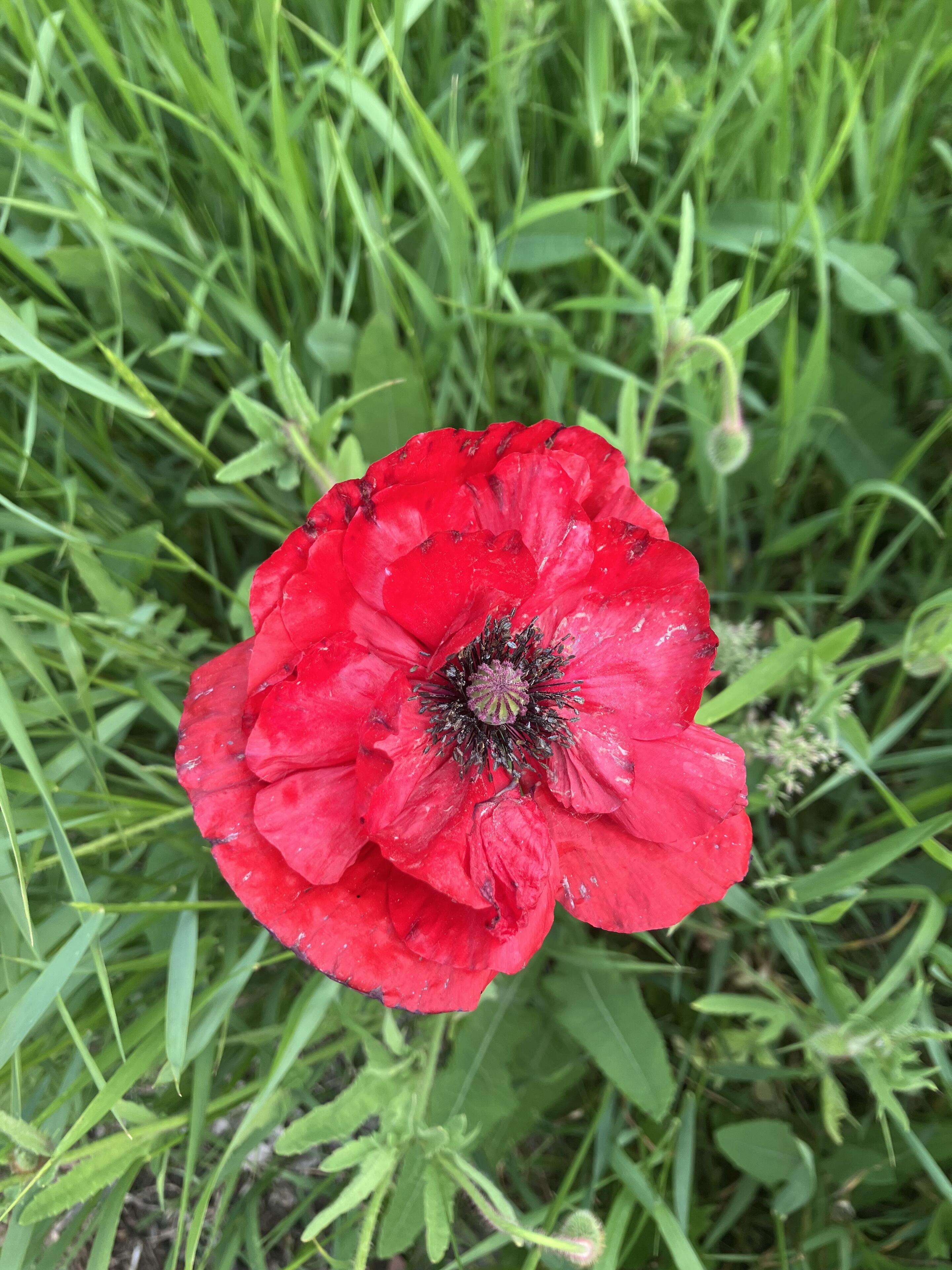 Oh look a poppy, this sort…
