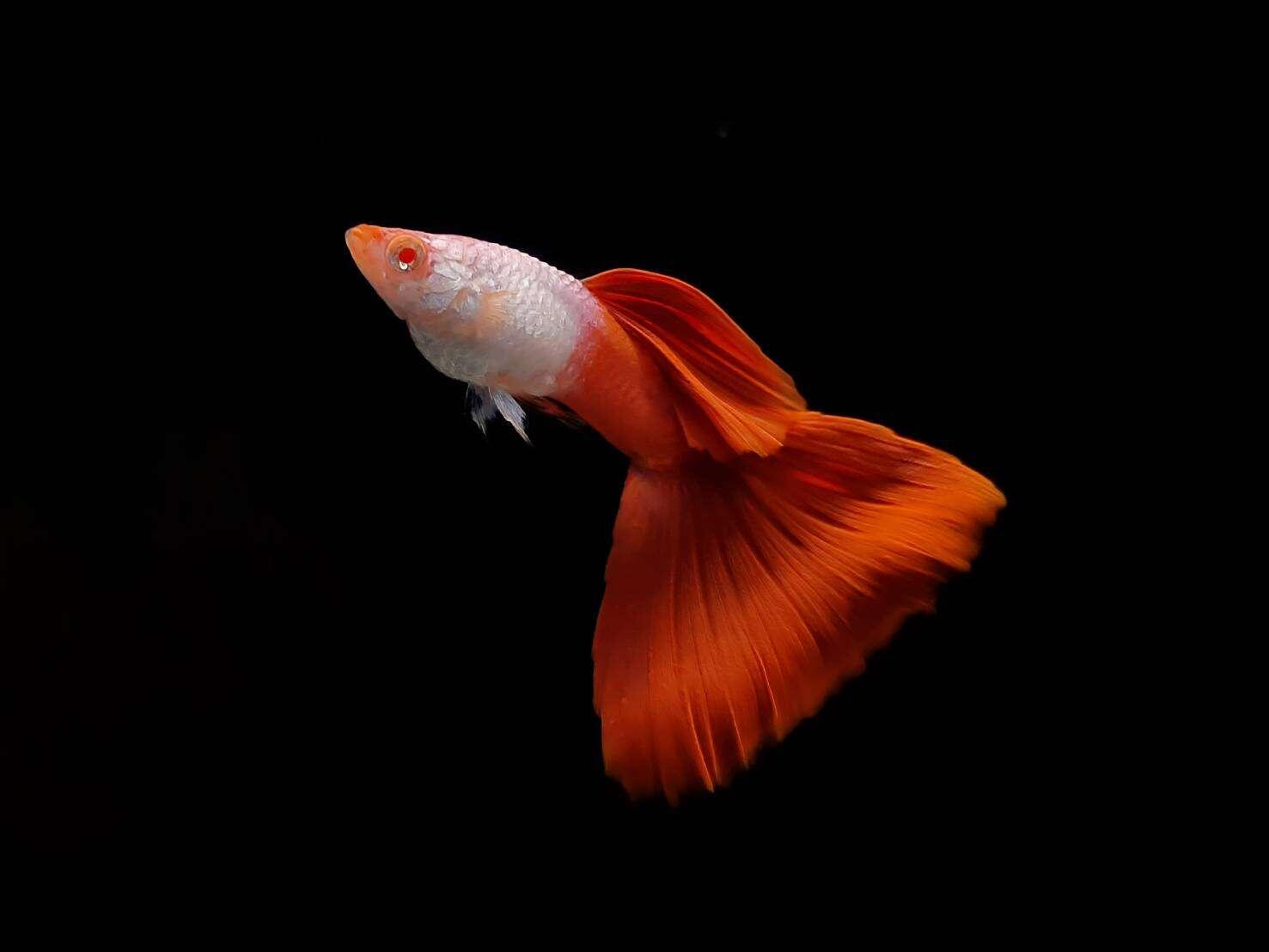 พวก albino ตาแดงตะแคงเดิน