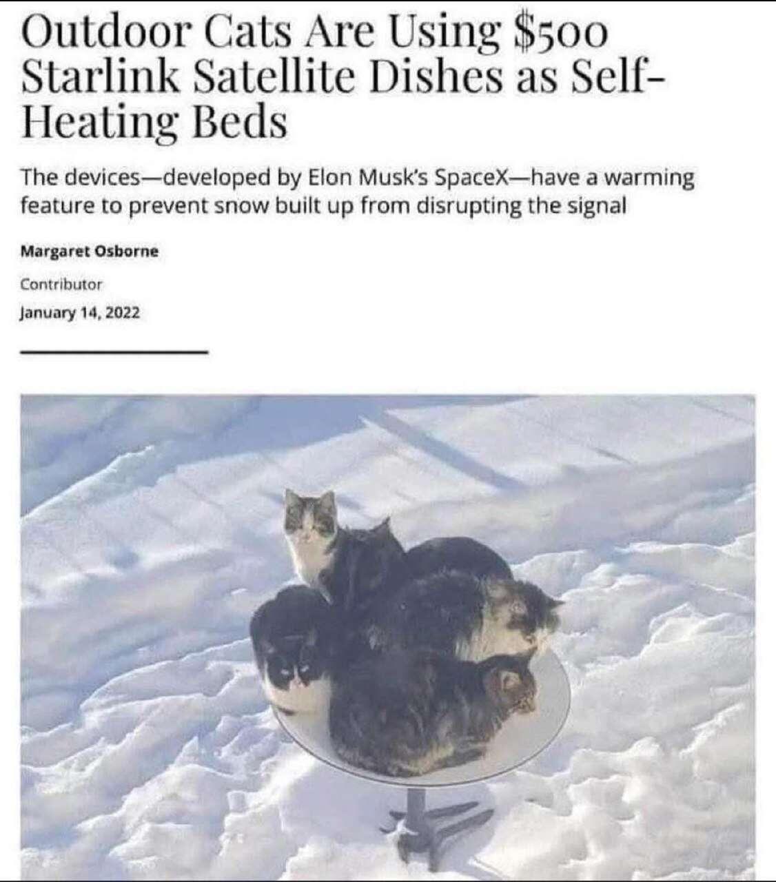 #cat #catstr