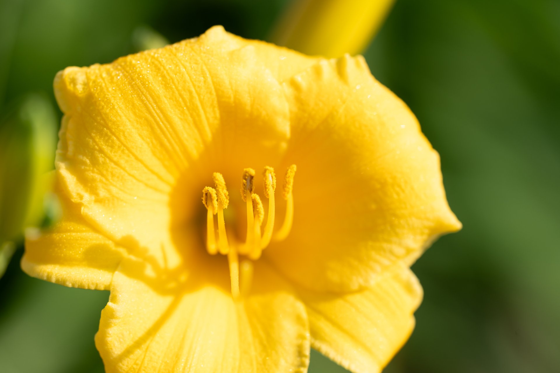 Yellow daylily, according to Photos. Got…