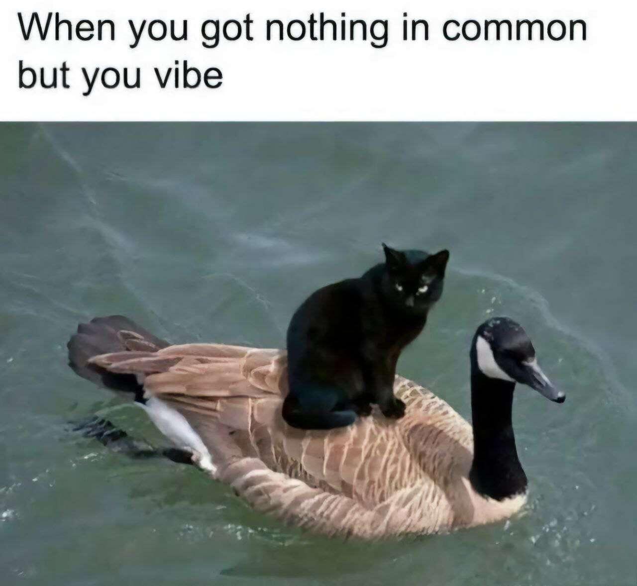 #Meme