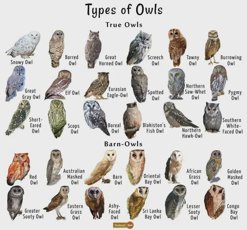 Types of owls