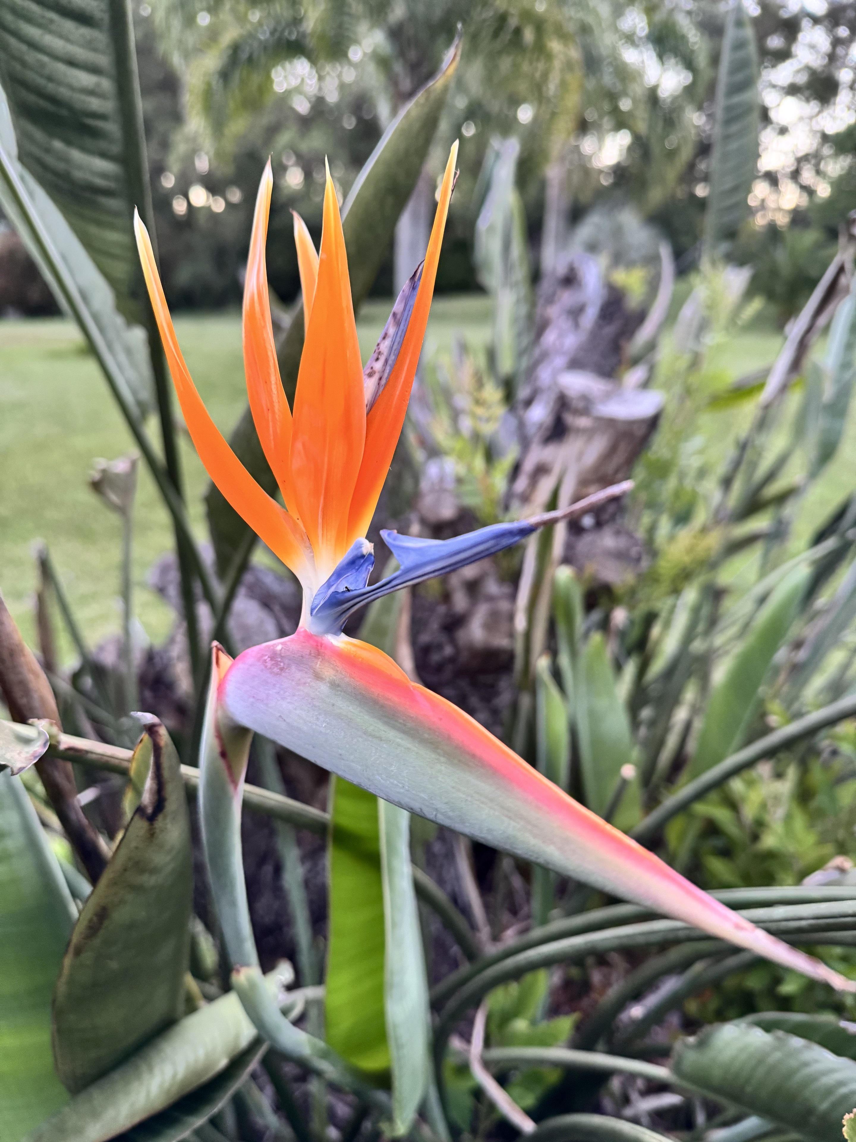 Crane flower, Punta Del Este, Uruguay