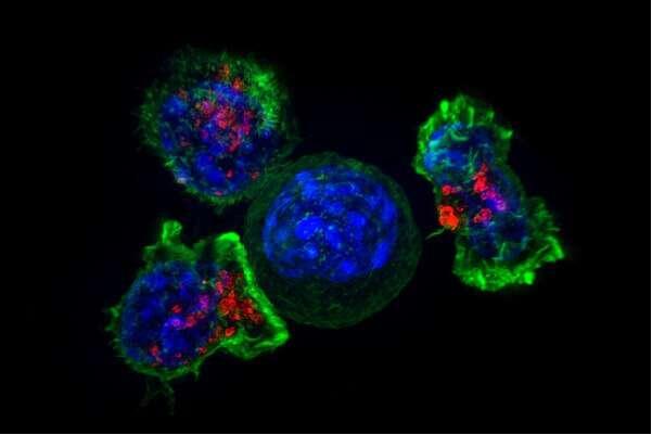 A photo of a T-cell…