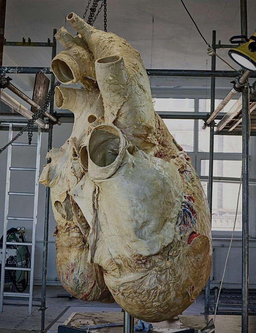This is the heart of a…