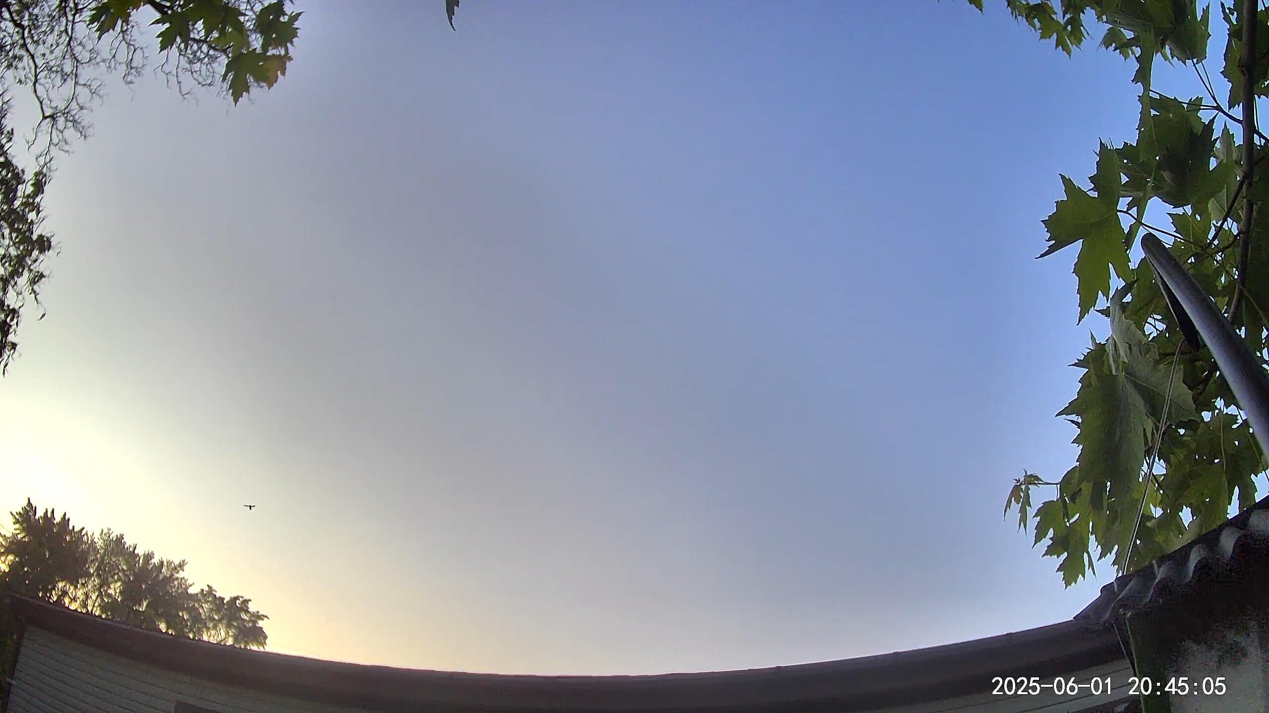 Got @thatbirdcamstr in position to hopefully…