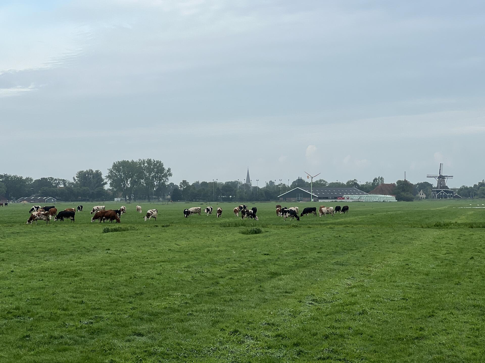 Cows around Sneek, Friesland, The Netherlands…