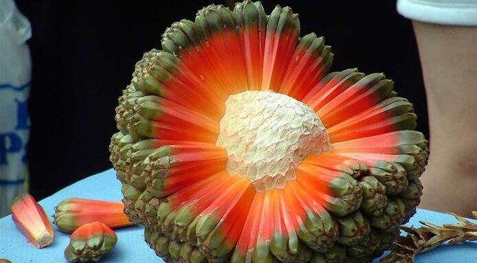 There is a fruit named hala…