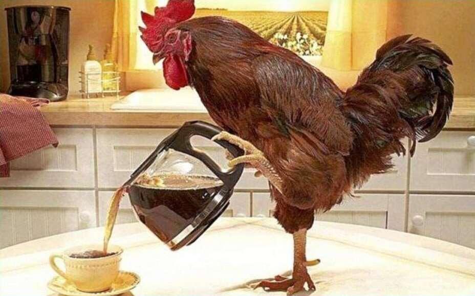 Good morning #nostr