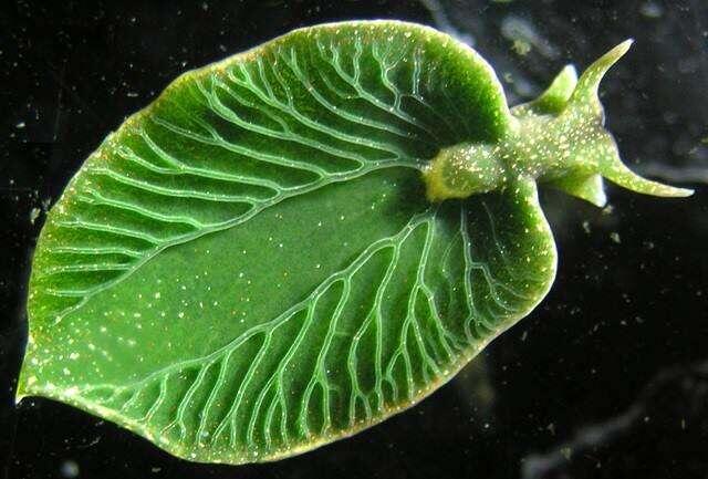 Elysia chlorotica, an emerald sea slug,…