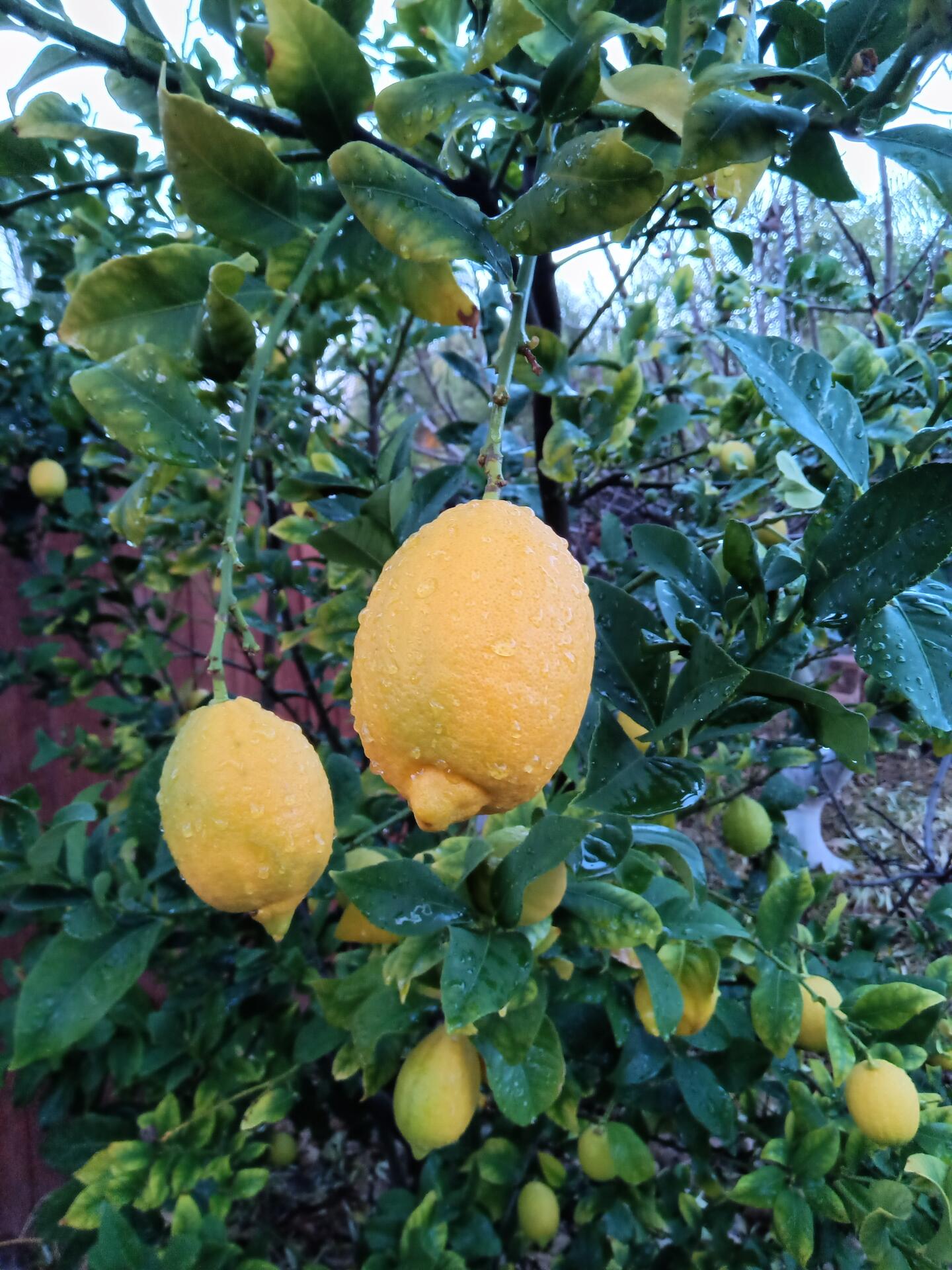 my lemon tree