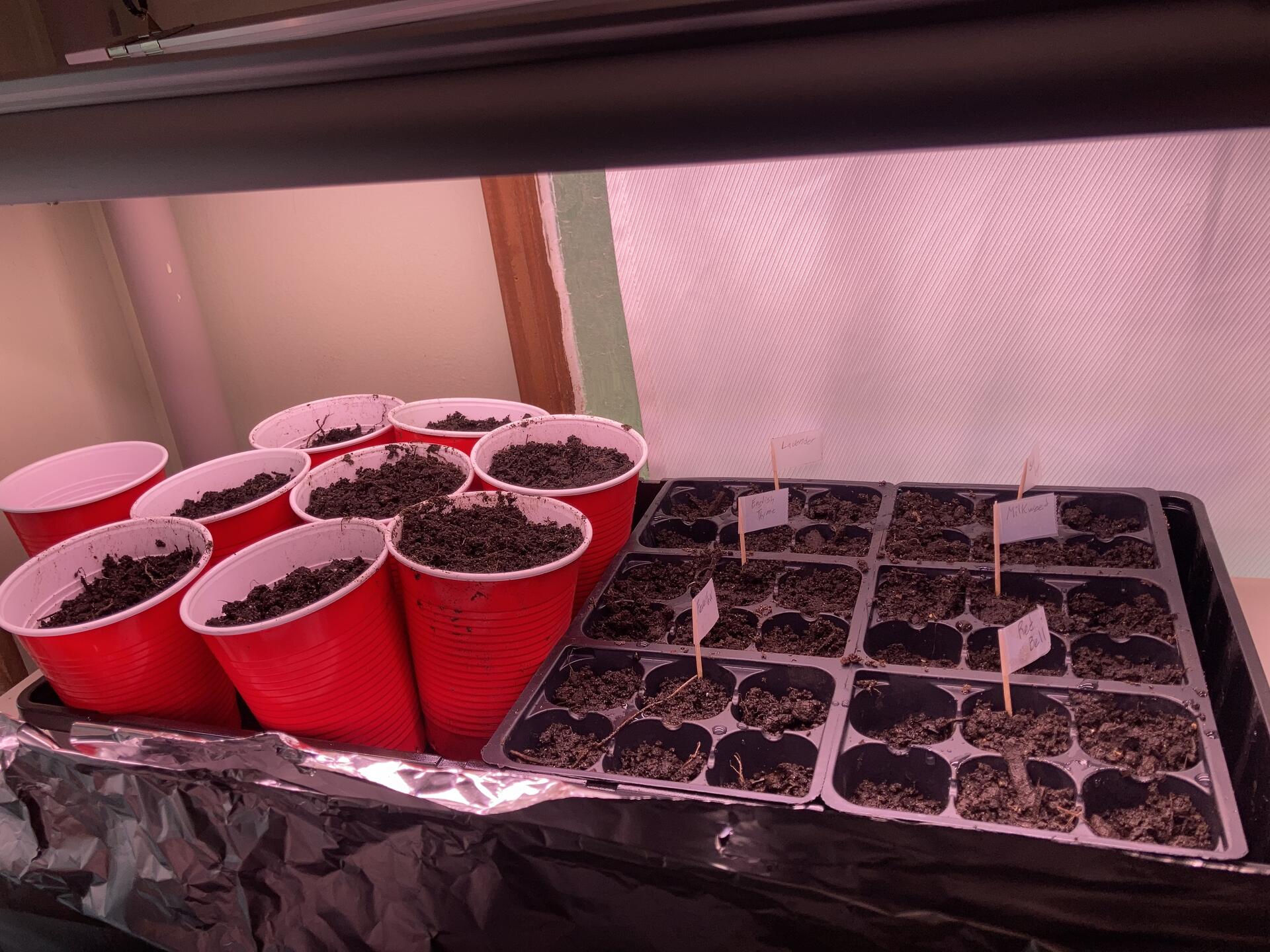 Finally getting some seeds started… technically…