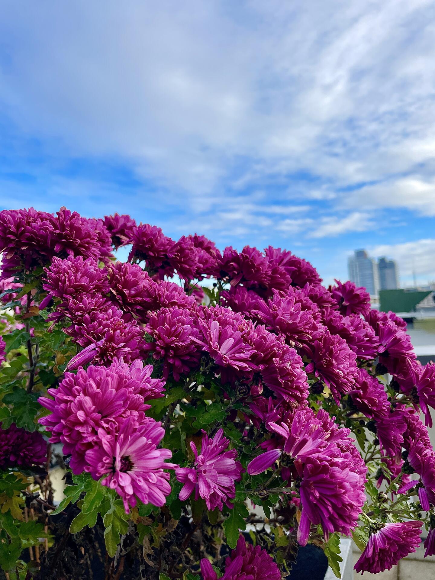 Wonder to a roof top, never…