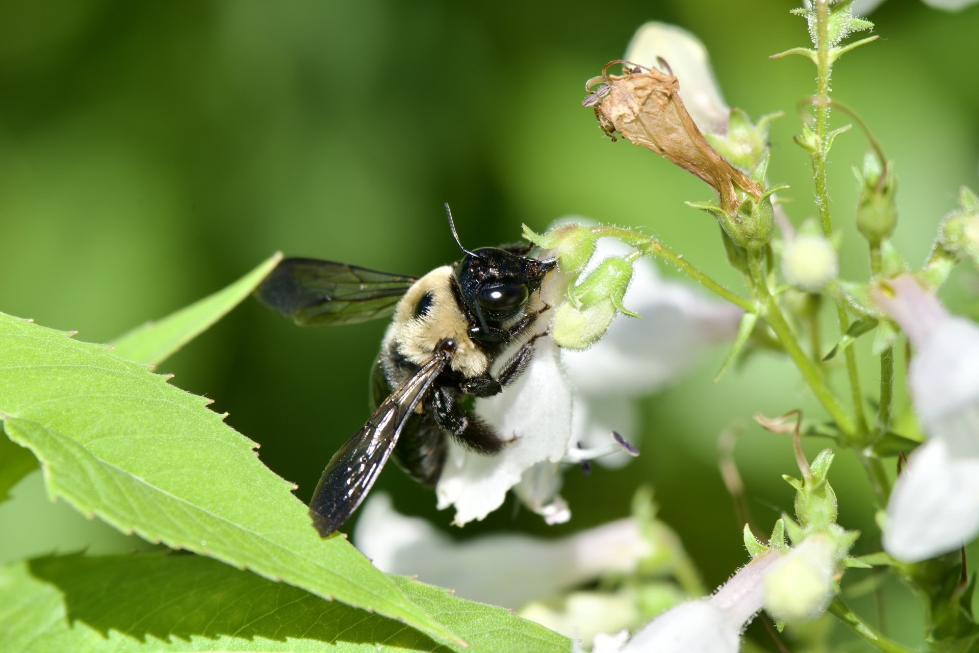 Caught another bee on a walk…