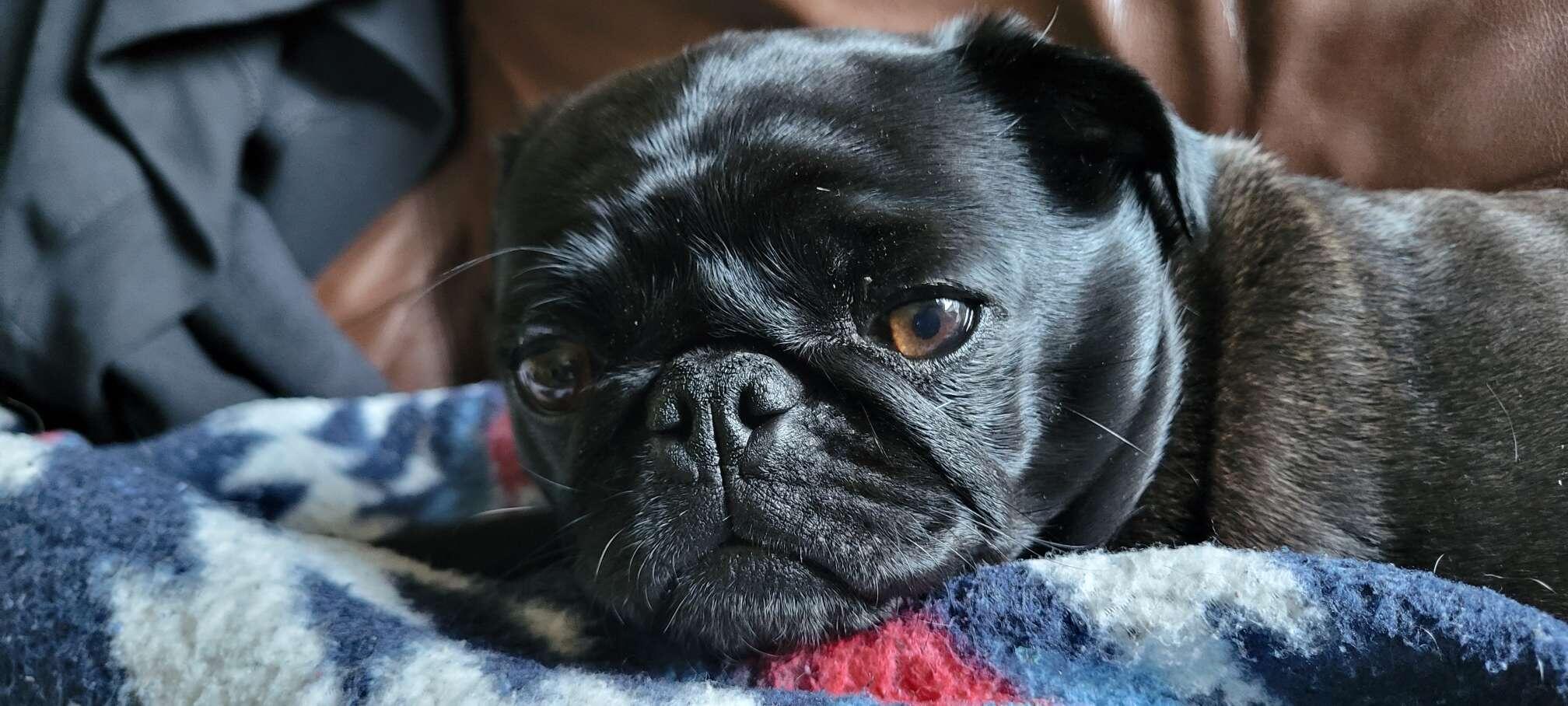 GM