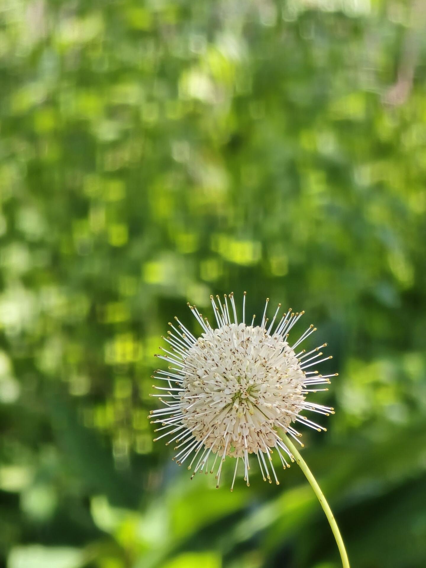 Buttonbush – Cephalanthus occidentalis, found at the…