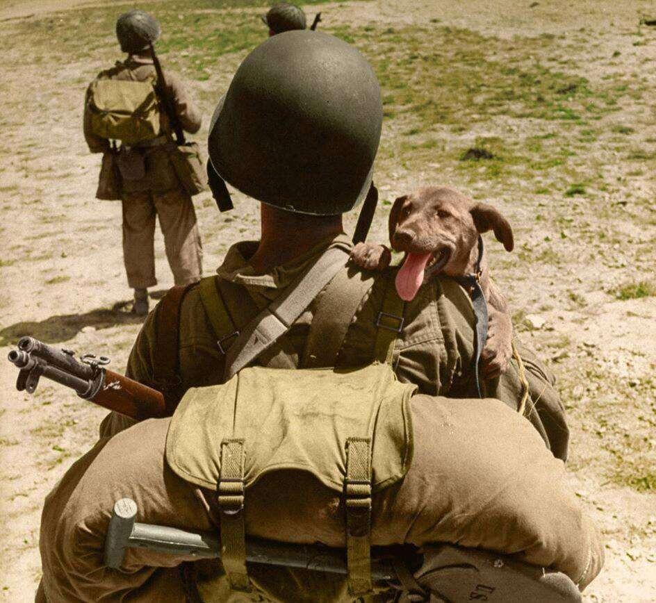 US Soldier with Puppy #Dog, WW2,…