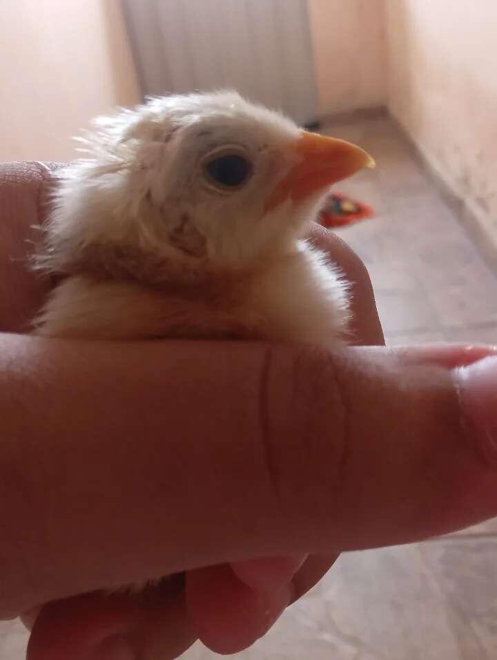 estou com o pinto na mão…