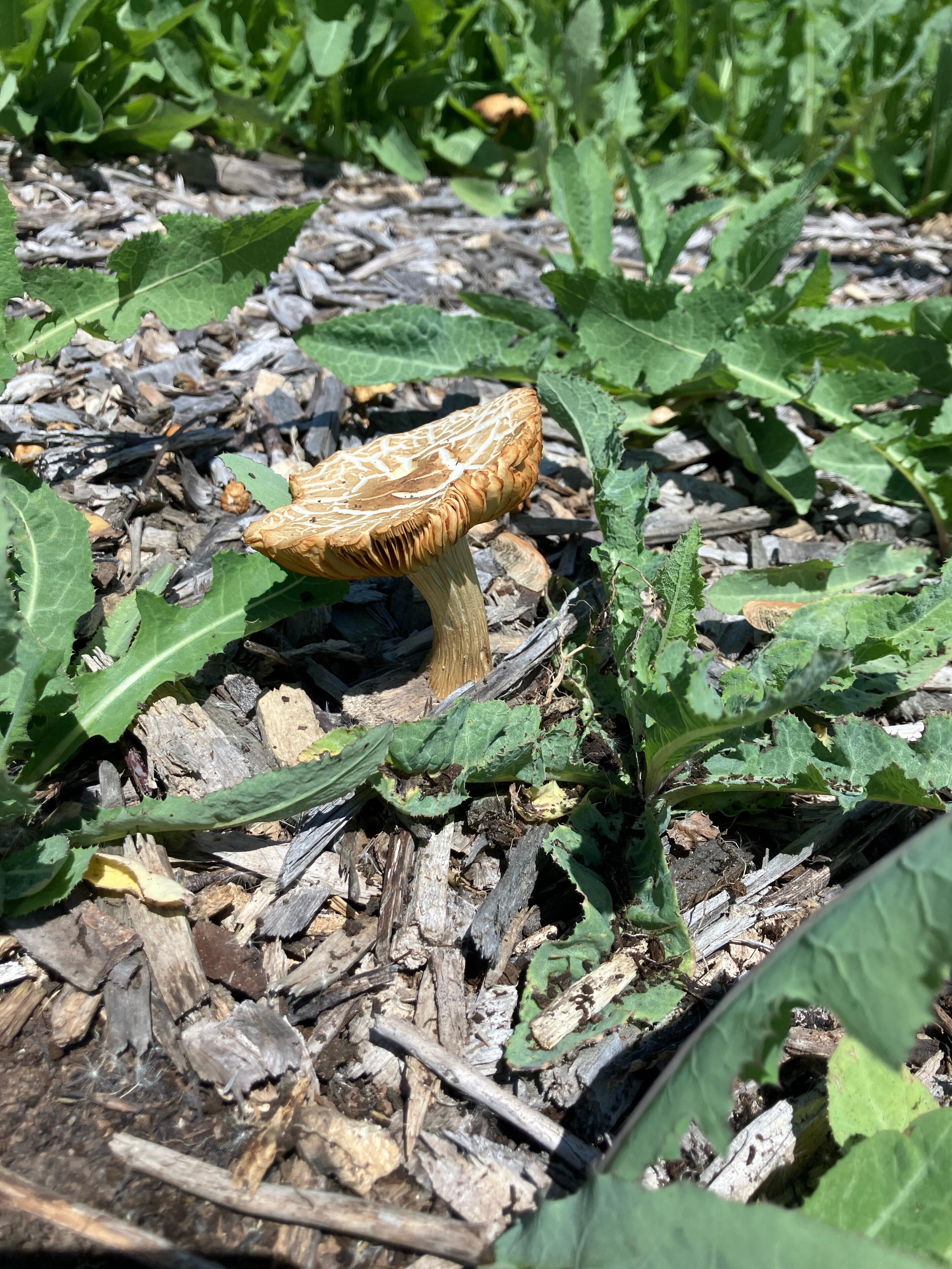 Mushroom & goals for today
