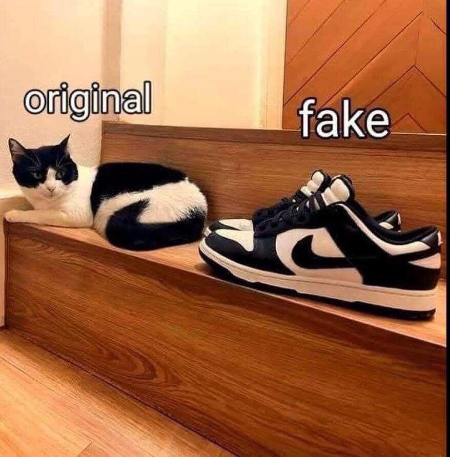 #cat #catstr #meme