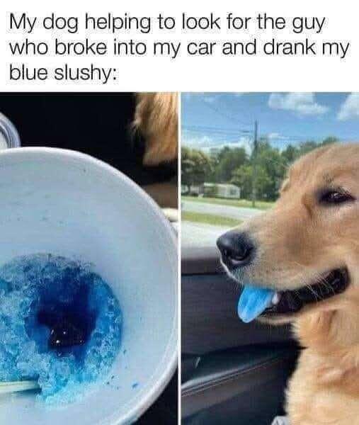 #dog #dogstr